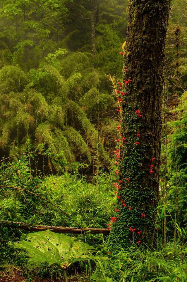 Fotografía 4 de Termas el Rincon en Panguipulli, Los Rios