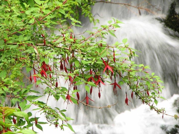 Fotografía 4 de Termas LLIFEN en Futrono, Los Rios